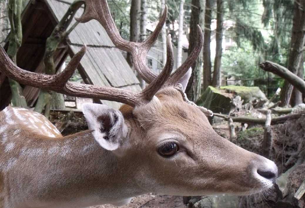 dem Hirsch ganz nah (Tirol)