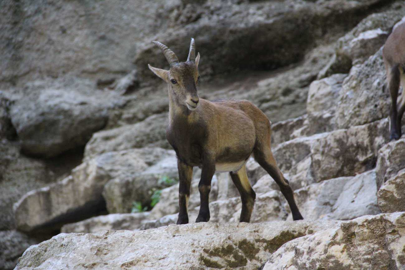 Gemse im Hochgebirge