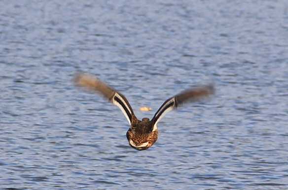 Landeanflug