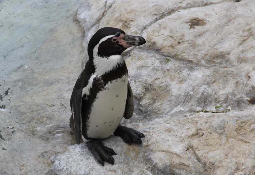 kleiner Pinguin