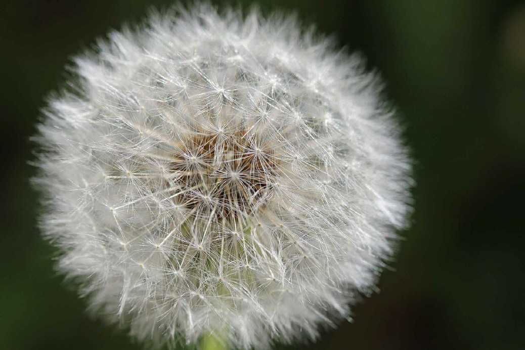 Pusteblume...