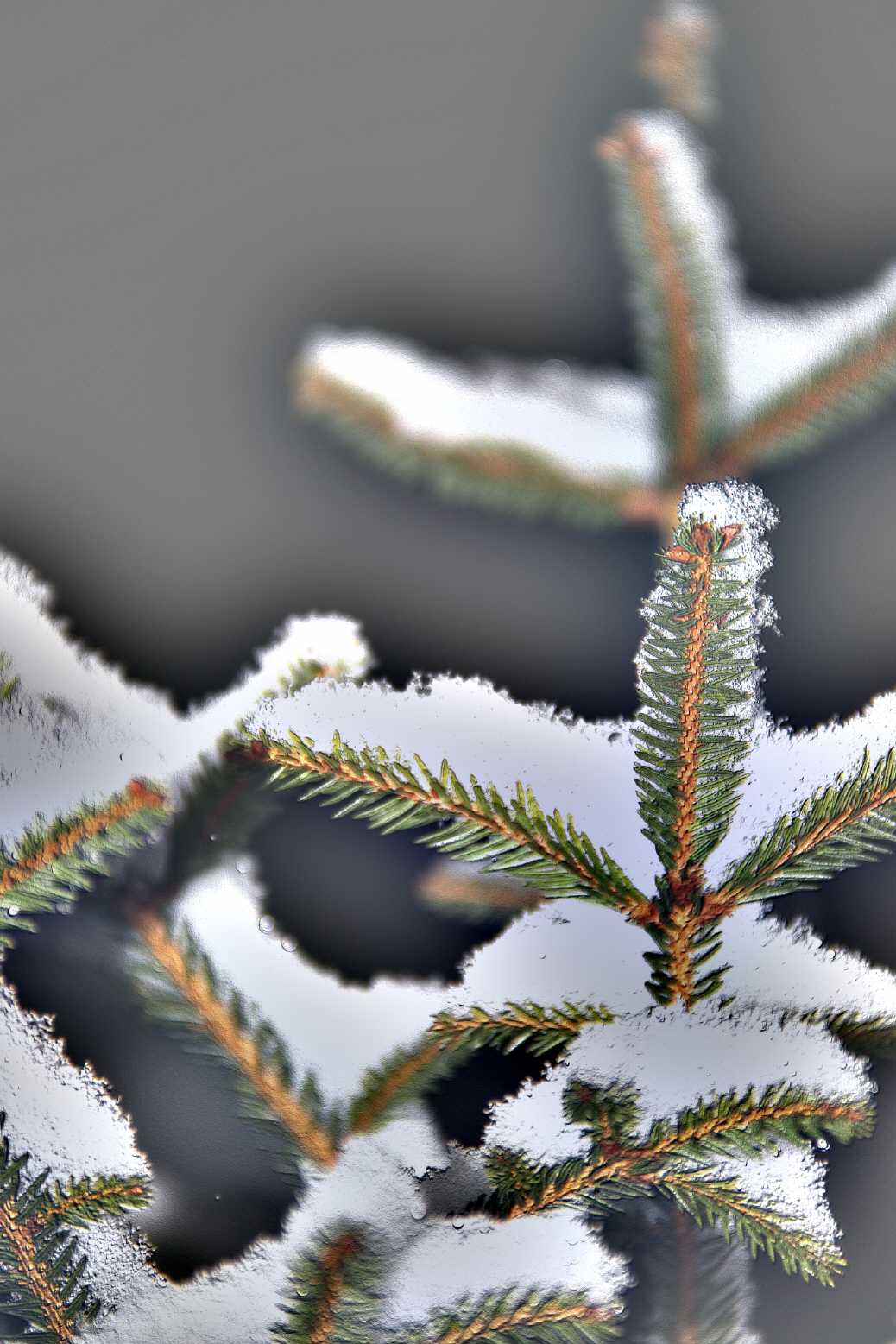 Tanne im Schnee